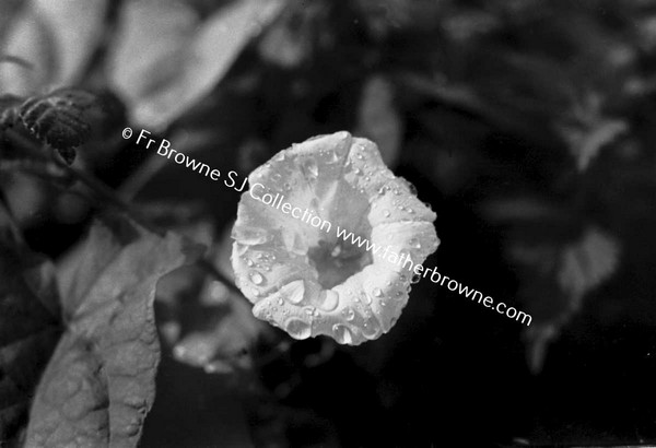 CONVOLVULUS/BINDWEED FLOWER